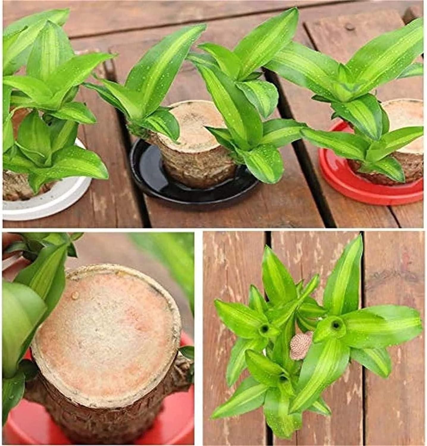 Brazilian Lucky Wood Mini Home Plant.