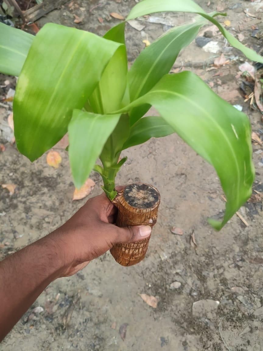 Brazilian Lucky Wood Mini Home Plant.
