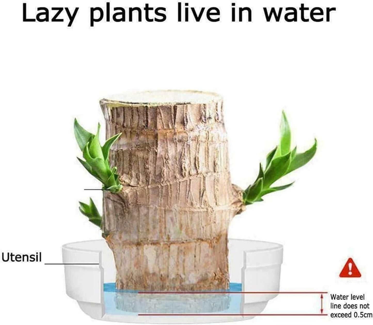 Brazilian Lucky Wood Mini Home Plant.