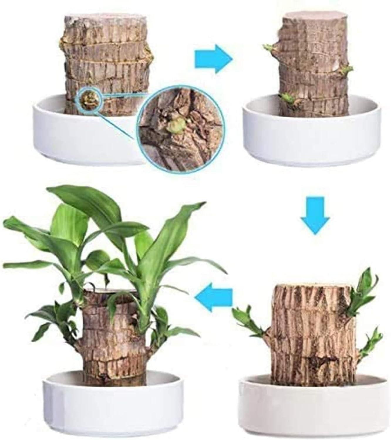 Brazilian Lucky Wood Mini Home Plant.