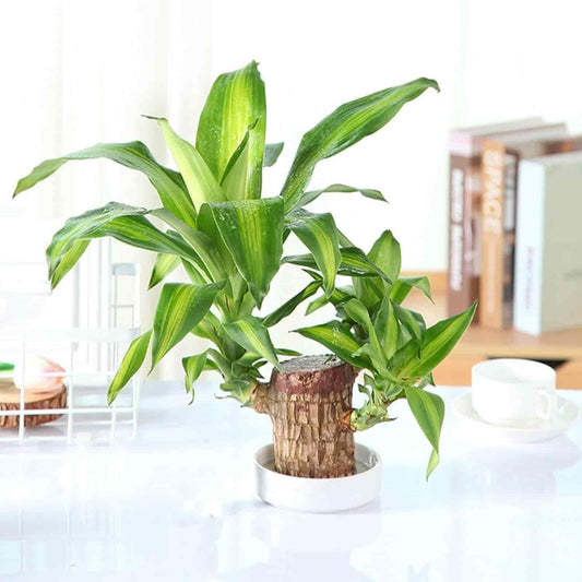 Brazilian Lucky Wood Mini Home Plant.